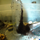 Observing the ant tower behavior in the lab. (Image: D. Hu et al., 2017)
